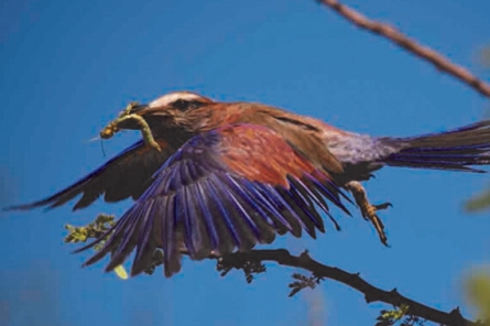 Mount Etjo Birding Activity