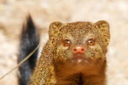 Mongoose