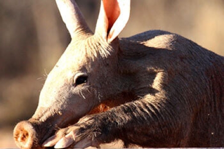 Aardvark