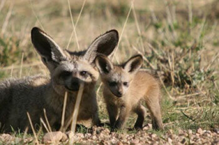 Bat-Eared Fox