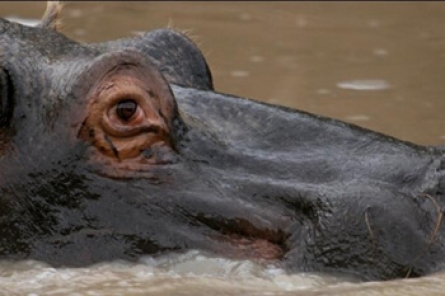 Hippo