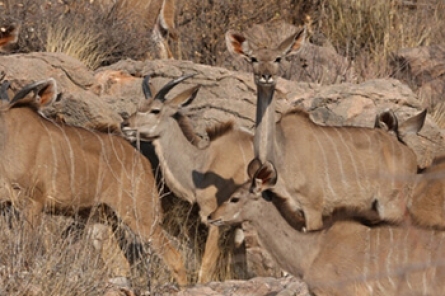 Southern Greater Kudu