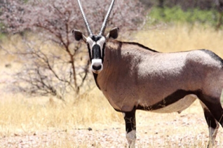 Gemsbok (Oryx)